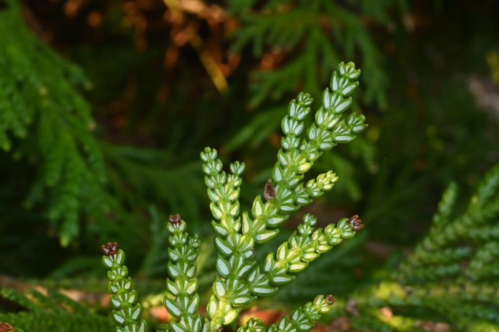 Asunaro tree, Underside of the leaf