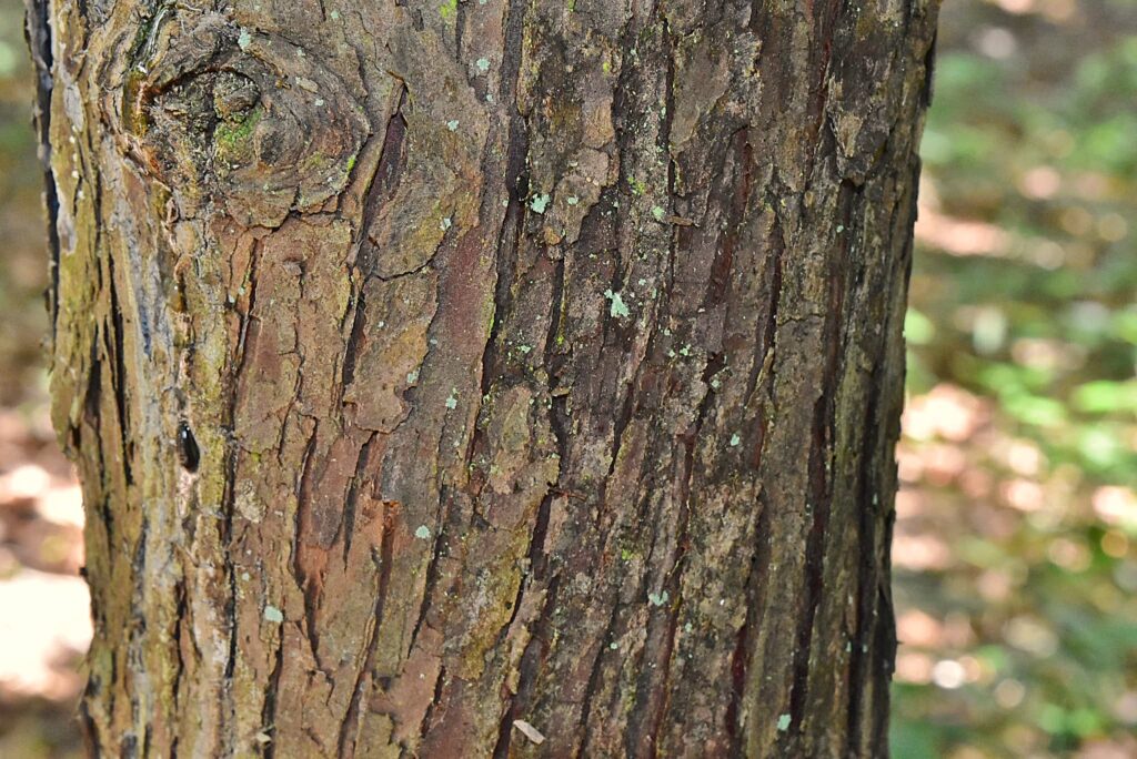 Trunk of Asunaro tree