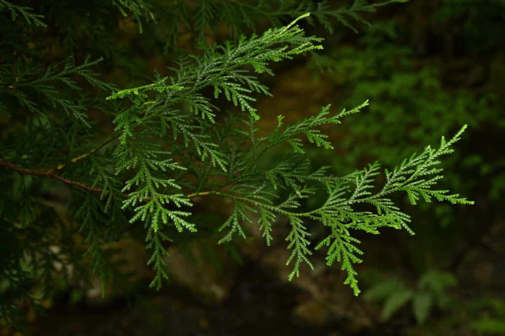 Foliage of Asunaro tree