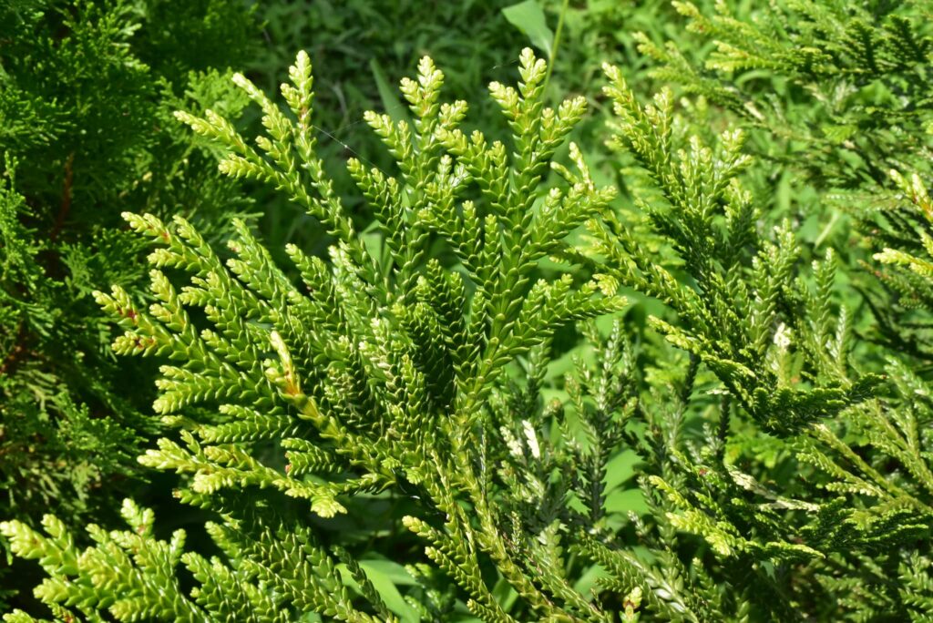 Hime Asunaro tree