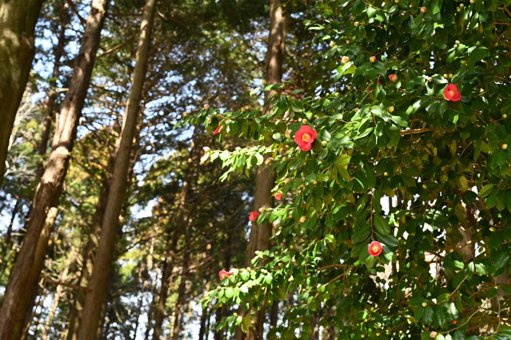 Camellia japonica