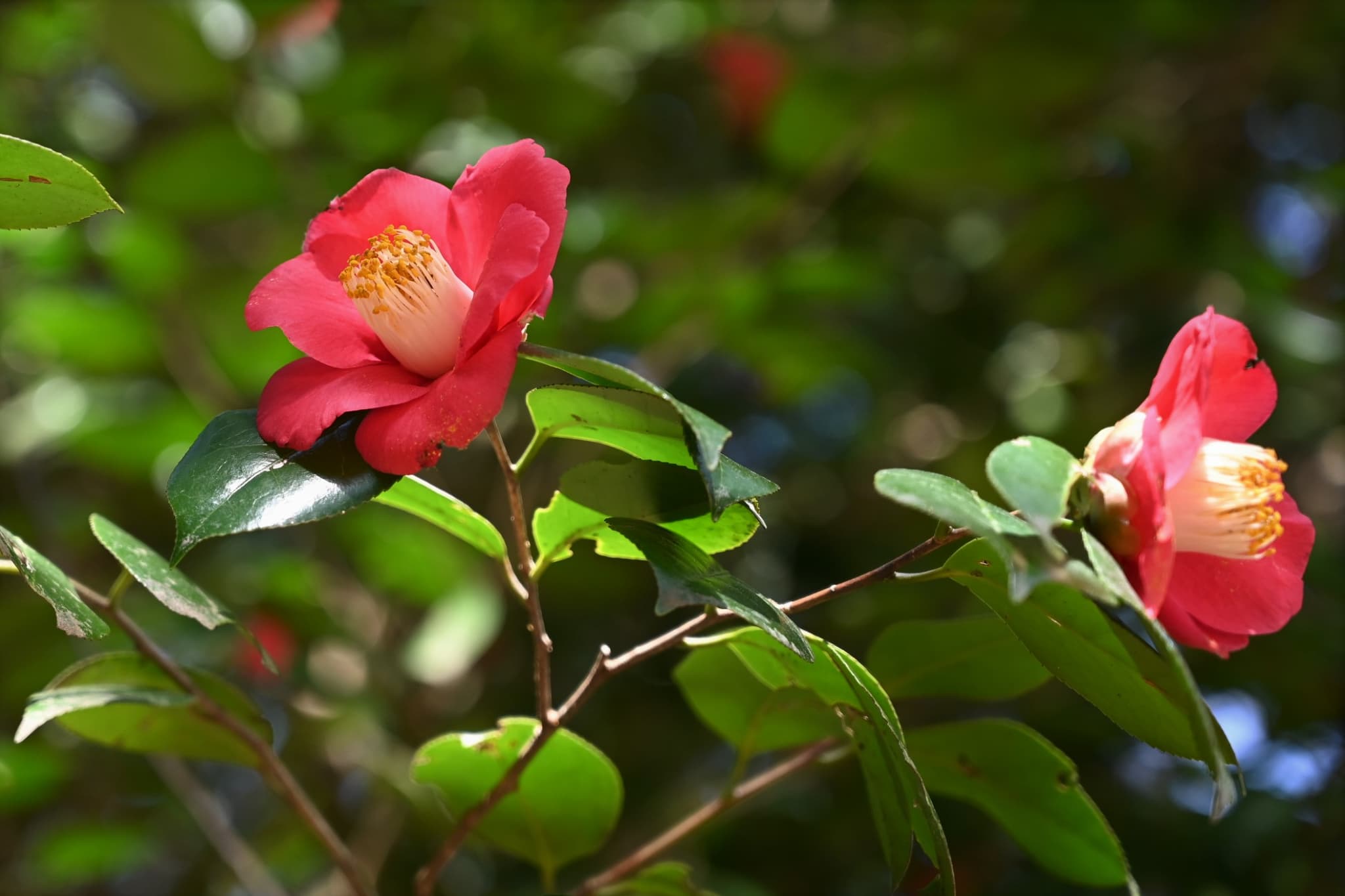 Camellia japonica: Identification, Care, and Growing Guide