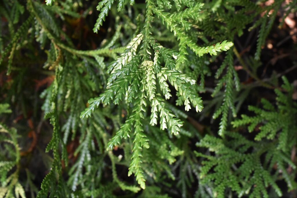 Cultivars of Asunaro tree,Fuiri Asunaro
