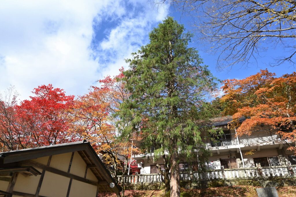 Hiyoku hiba