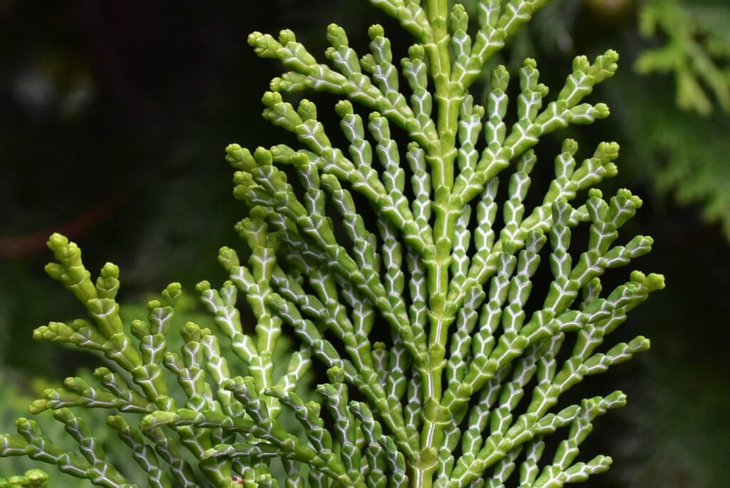 Sawara Cypress or Hinoki cypress
