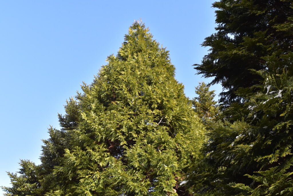 Hinoki Asunaro tree