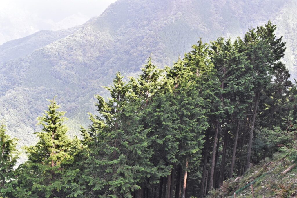 HInoki cypress tree