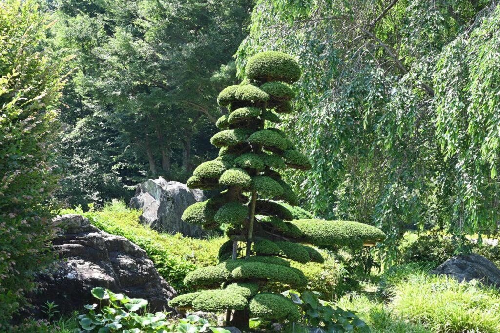 Chabohiba tree