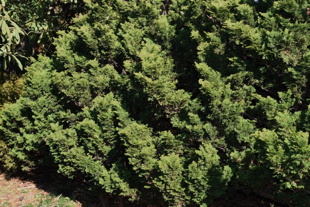 HInoki cypress cultivars