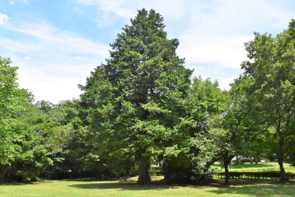 Hinoki　Cypress