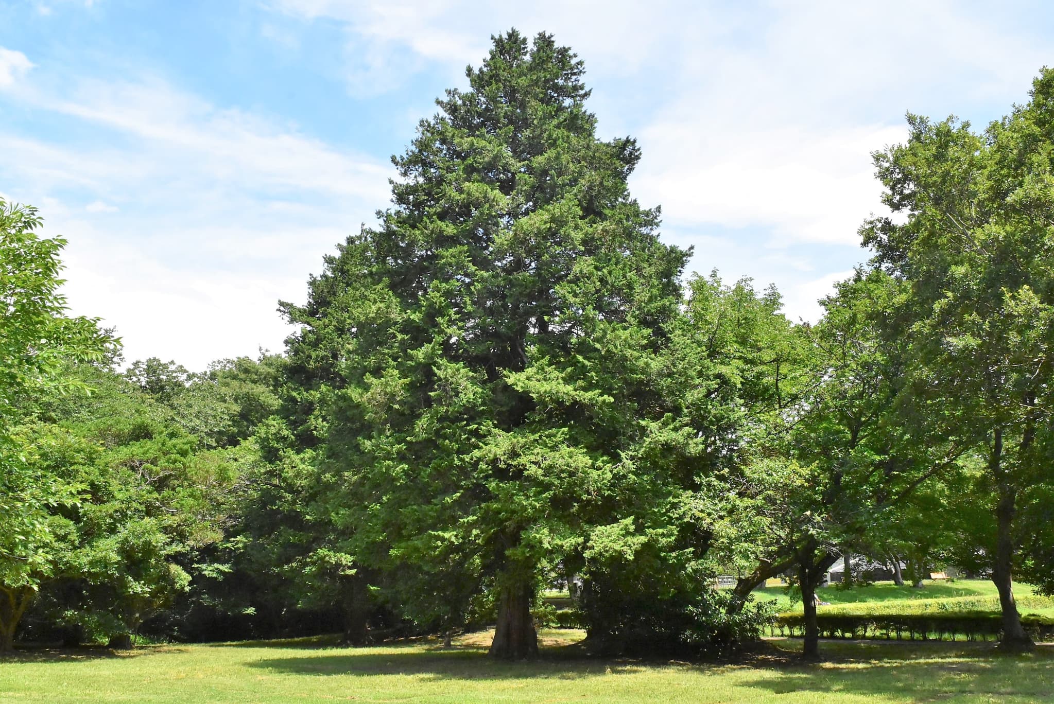 Hinoki Cypress Tree