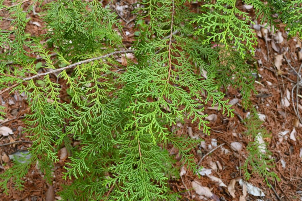 Hinoki cypress,cultivars