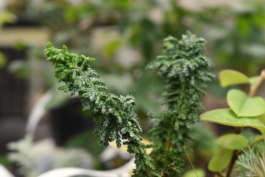 Sekka HInoki
