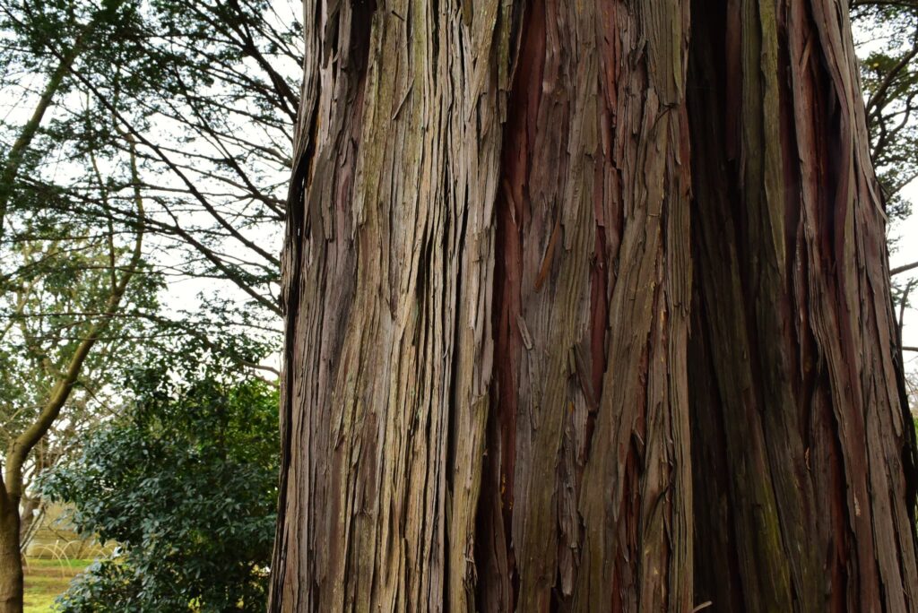 Hinoki cypress trunk