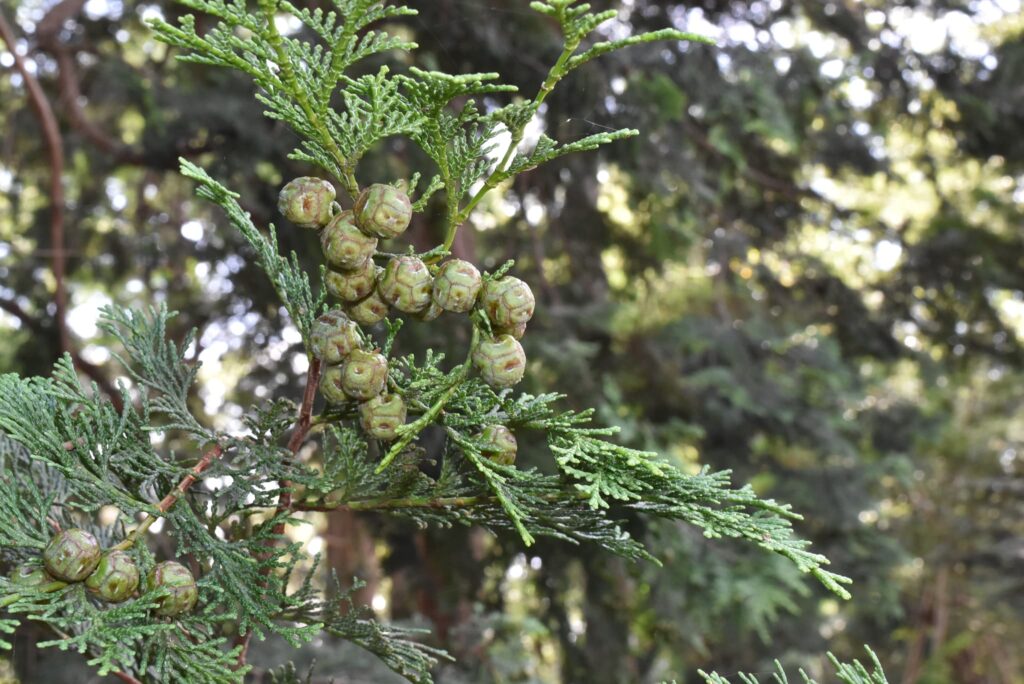 Hinoki cypress cones