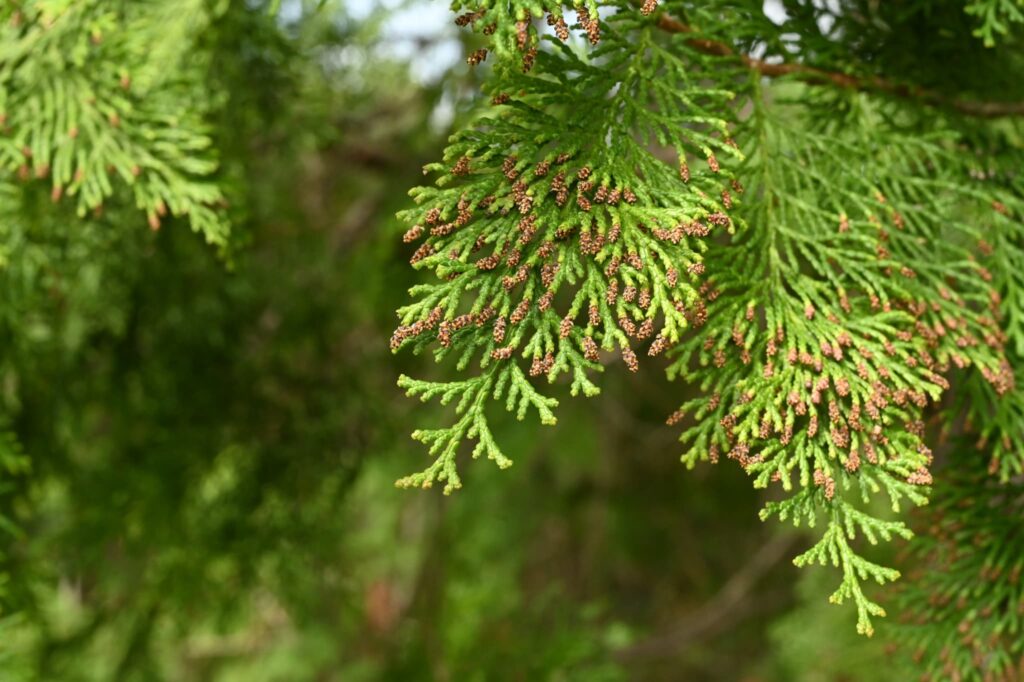 Hinoki cypress flower