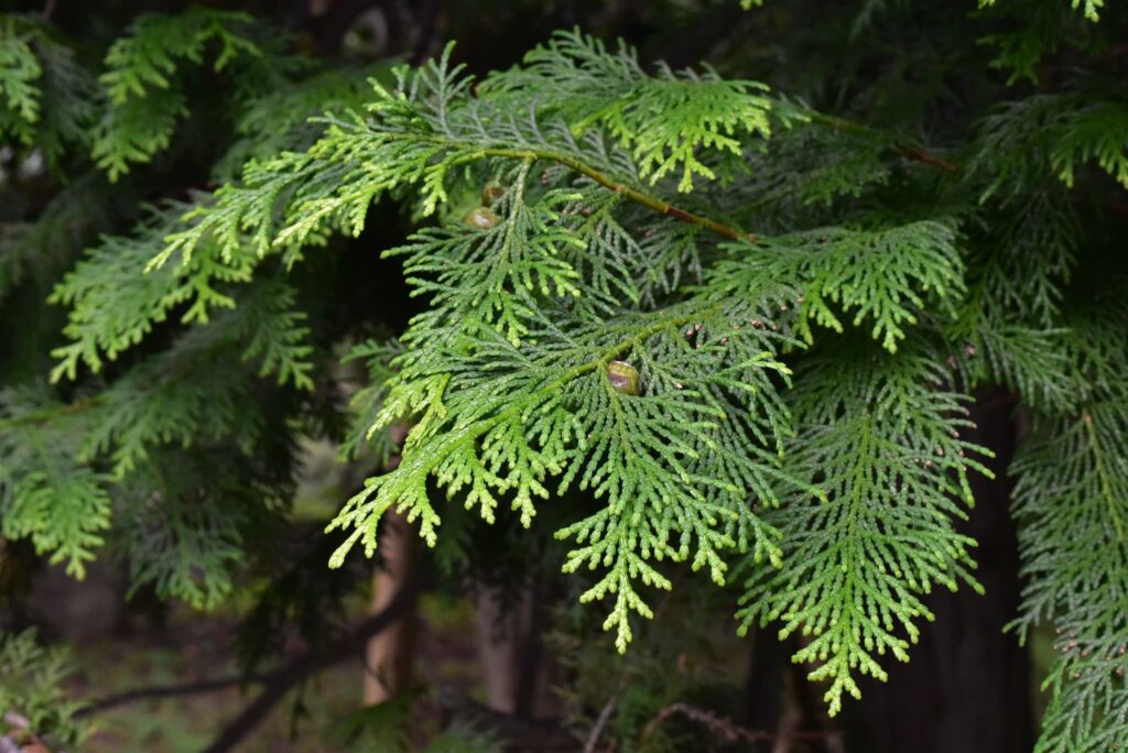 HInoki tree foloage,Hinoki cypress