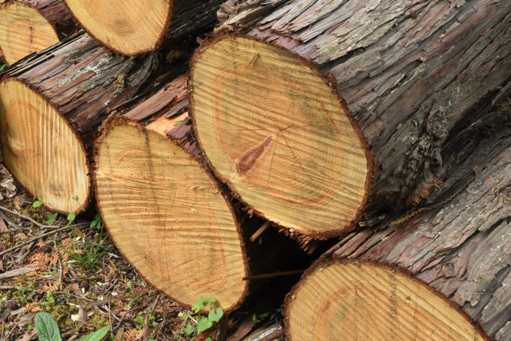 Timber of Hinoki cypress