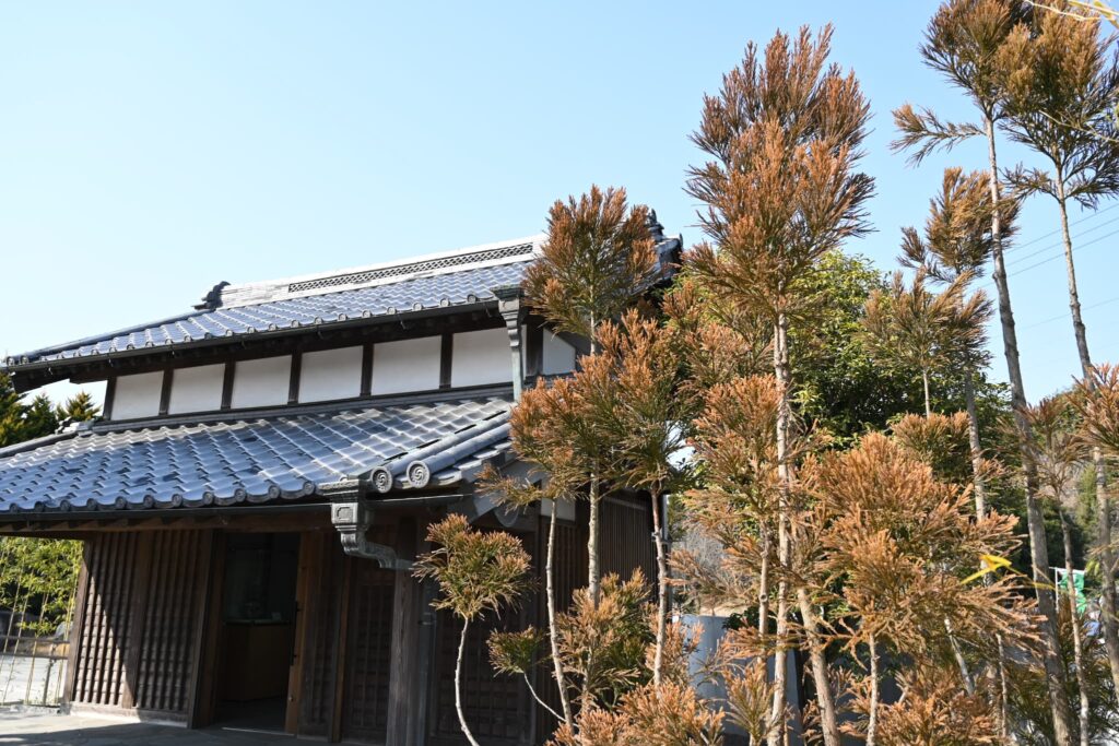 Japanese Cedar (Cryptomeria japonica),pruning