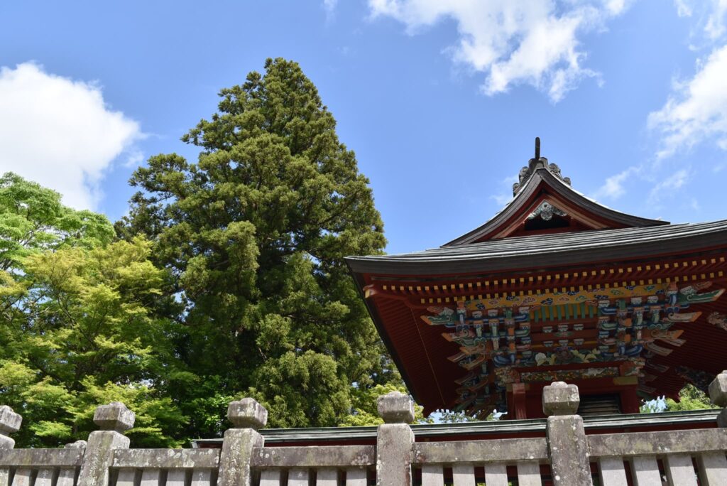 Japanese Cedar (Cryptomeria japonica),temple