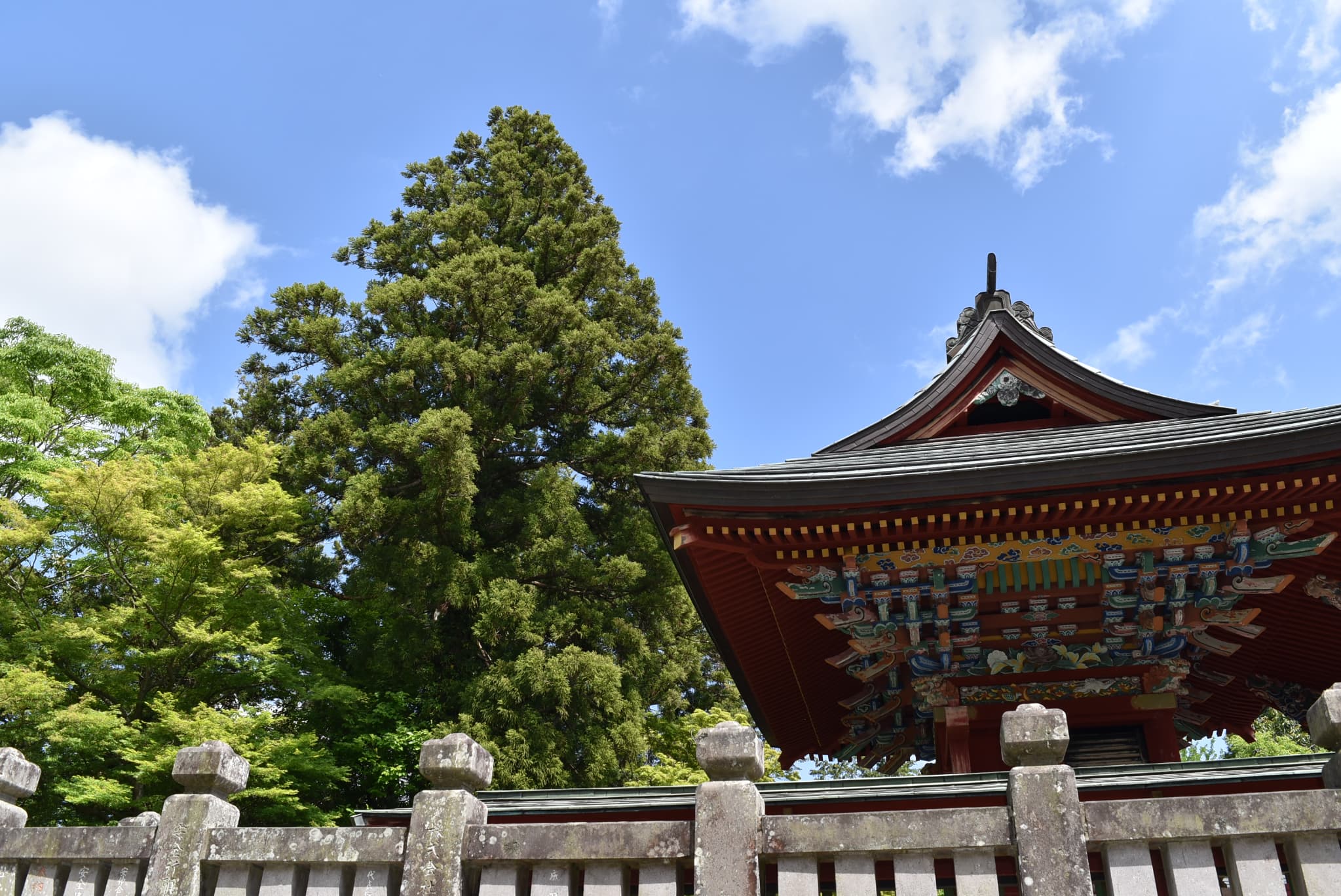 Japanese cedar tree