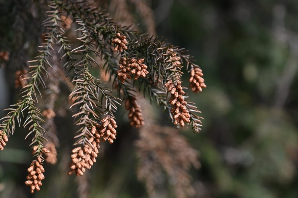 Japanese Cedar (Cryptomeria japonica),flower,allergies