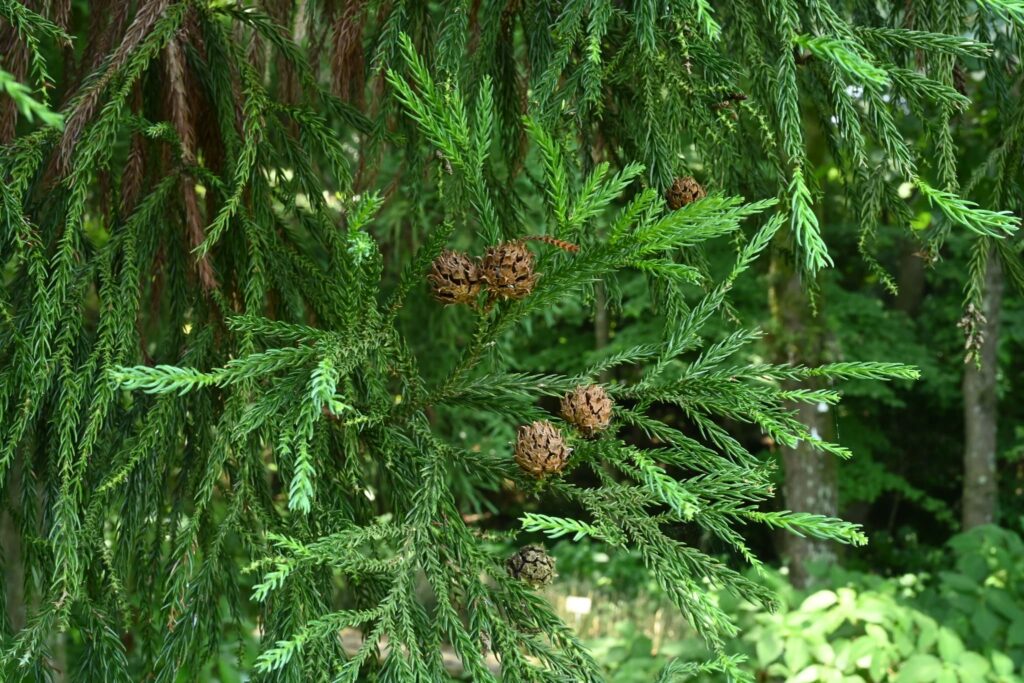 Japanese Cedar (Cryptomeria japonica),cones