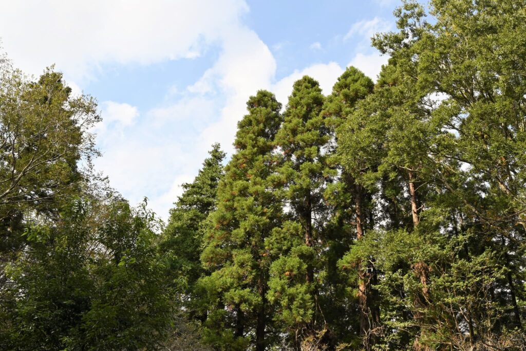 Japanese Cedar (Cryptomeria japonica),trees