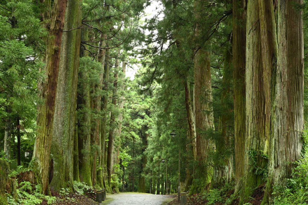 Japanese Cedar (Cryptomeria japonica),timber