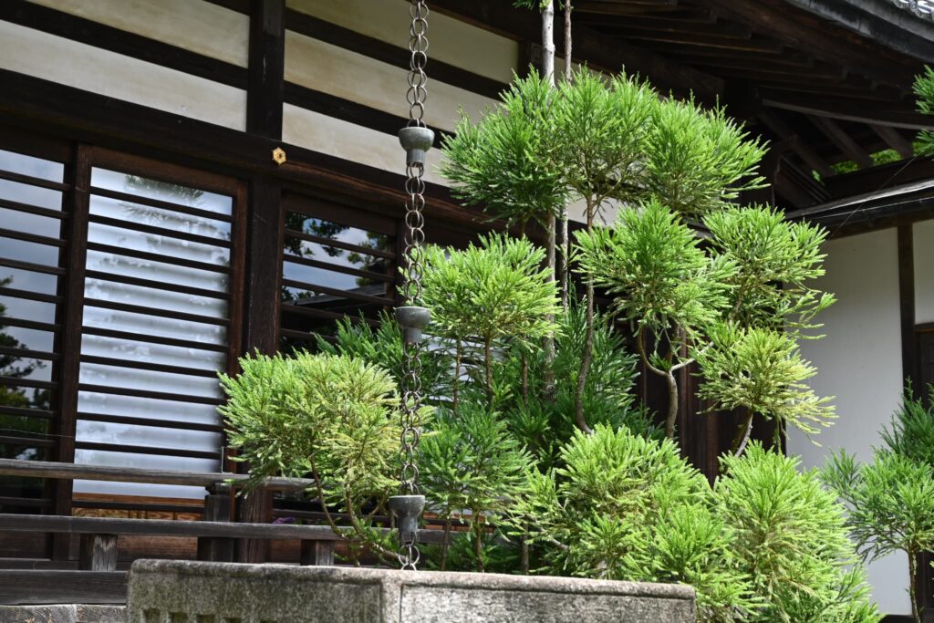 Japanese Cedar (Cryptomeria japonica),pruning