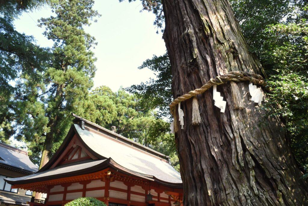 Japanese Cedar (Cryptomeria japonica),sacred tree