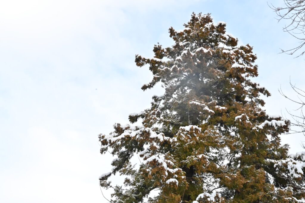 Japanese Cedar (Cryptomeria japonica) in Winter season