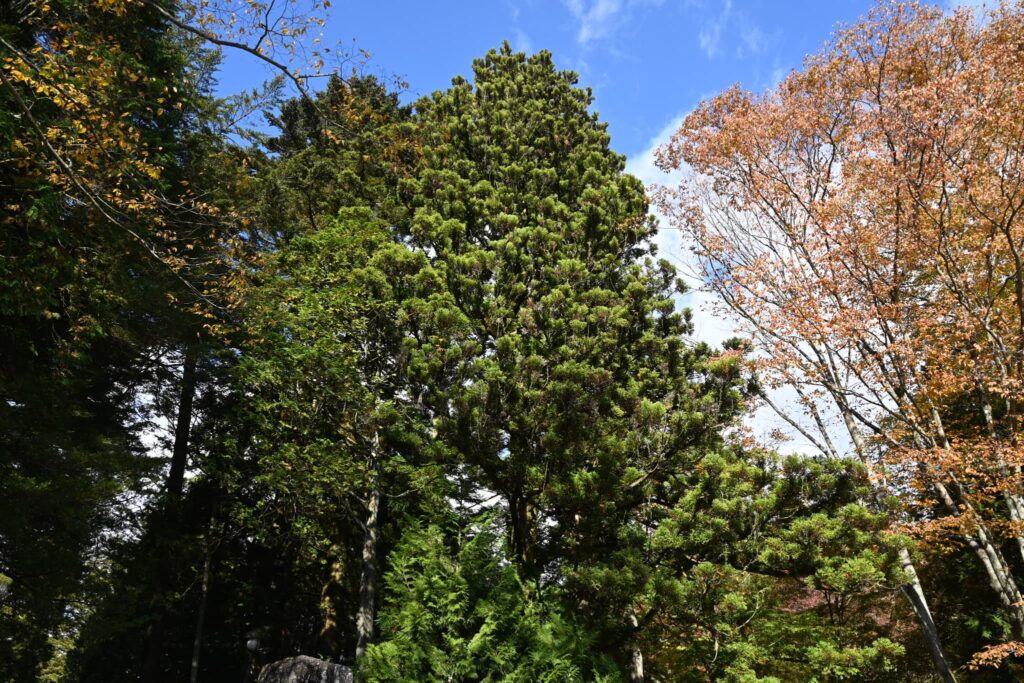 Japanese Cedar (Cryptomeria japonica),tree