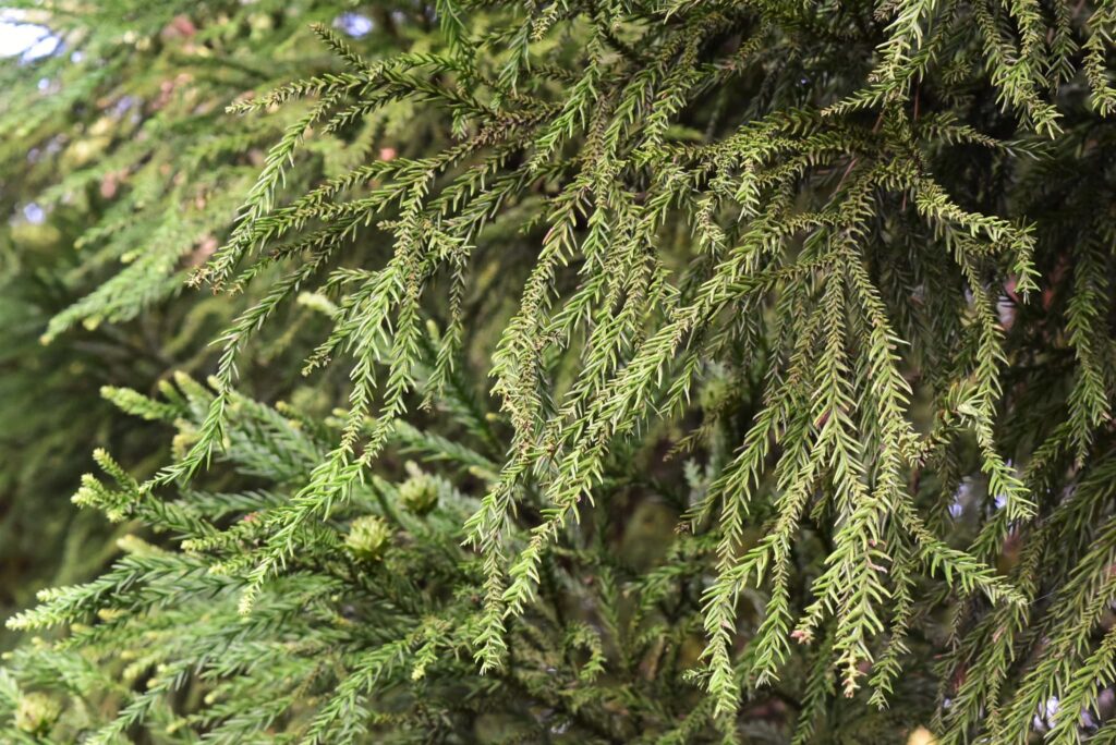 Japanese Cedar (Cryptomeria japonica),folliage