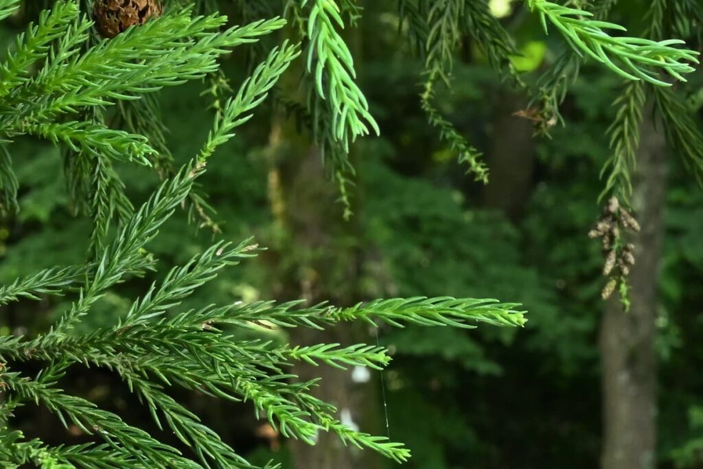 Japanese Cedar (Cryptomeria japonica),foliage