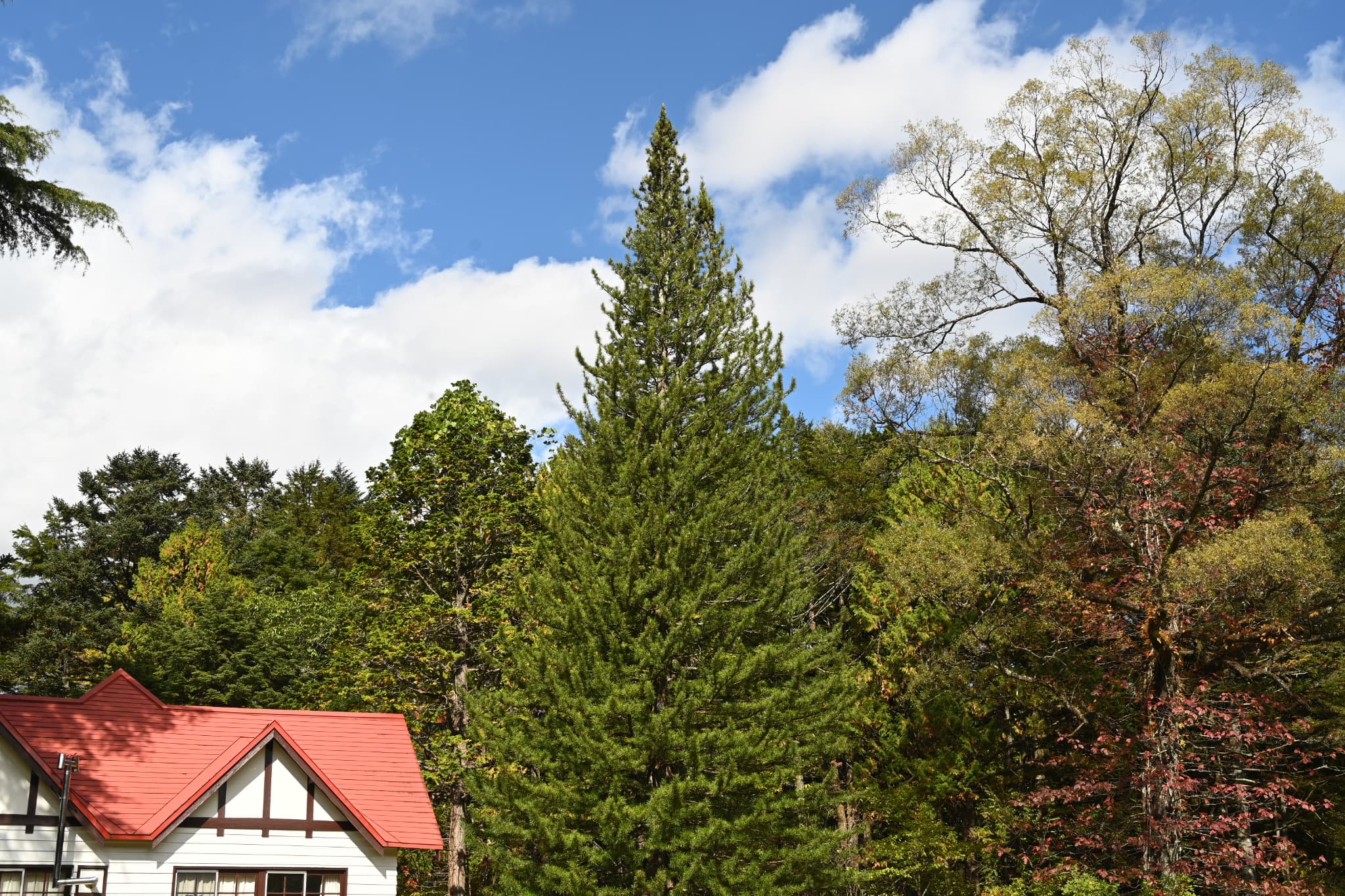 Japanese umbrella pine