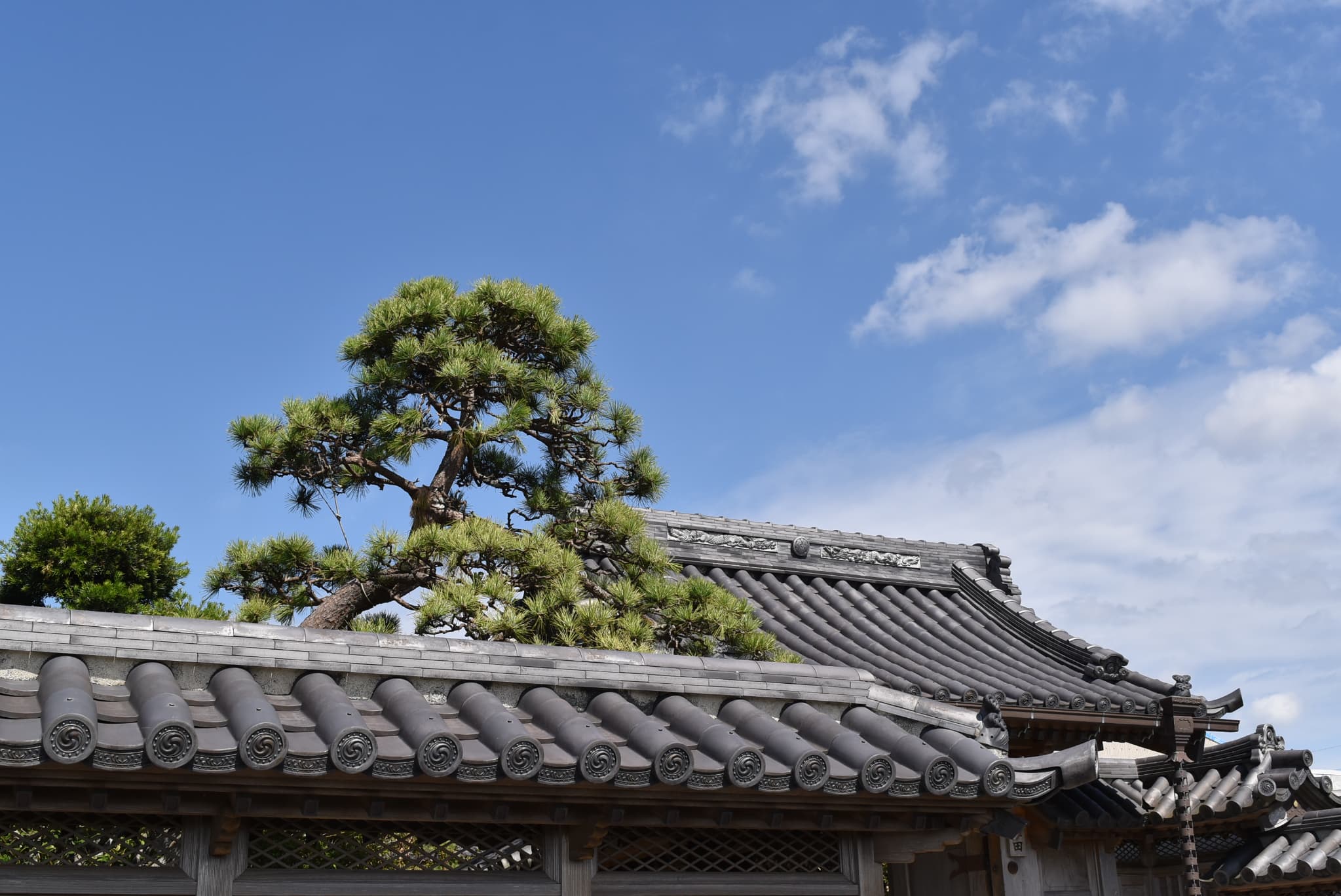 Japanese Black Pine tree