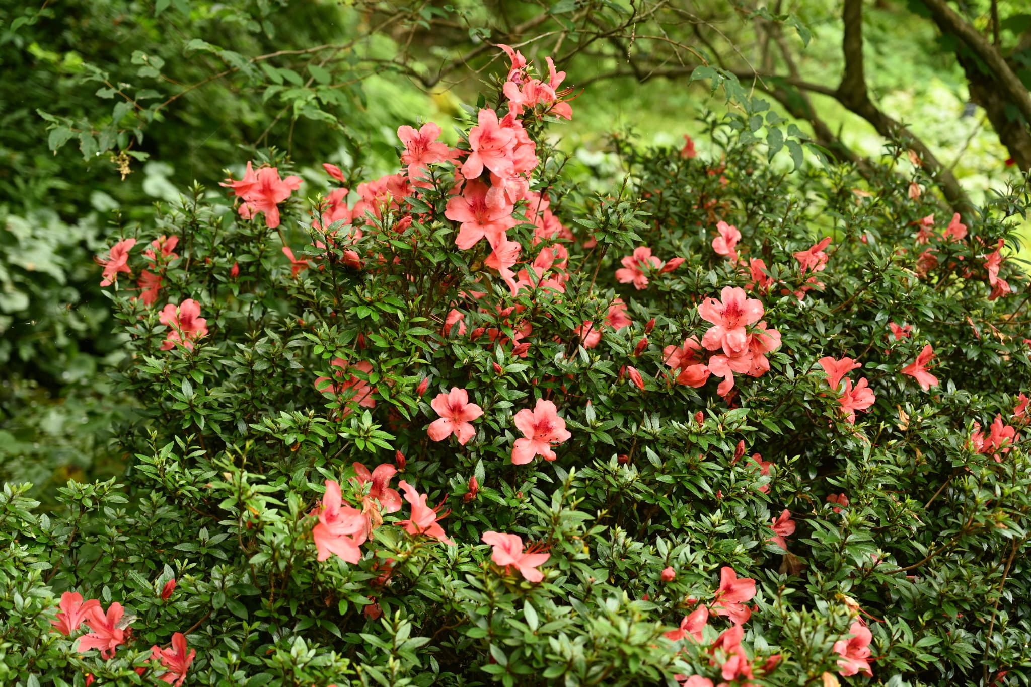 Satsuki Azalea
