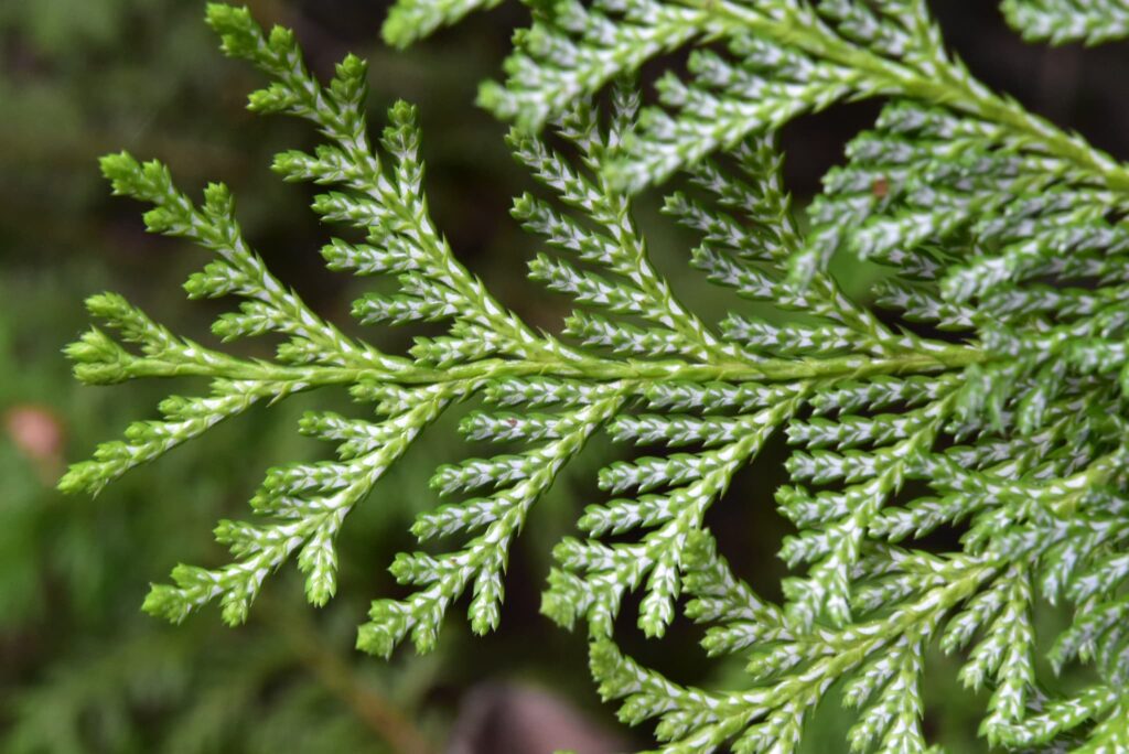Sawara Cypress or Hinoki cypress