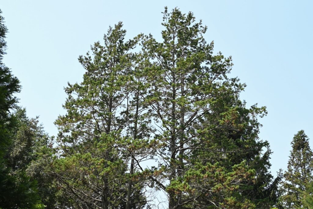 Sawara Cypress, Chamaecyparis pisifera, tree