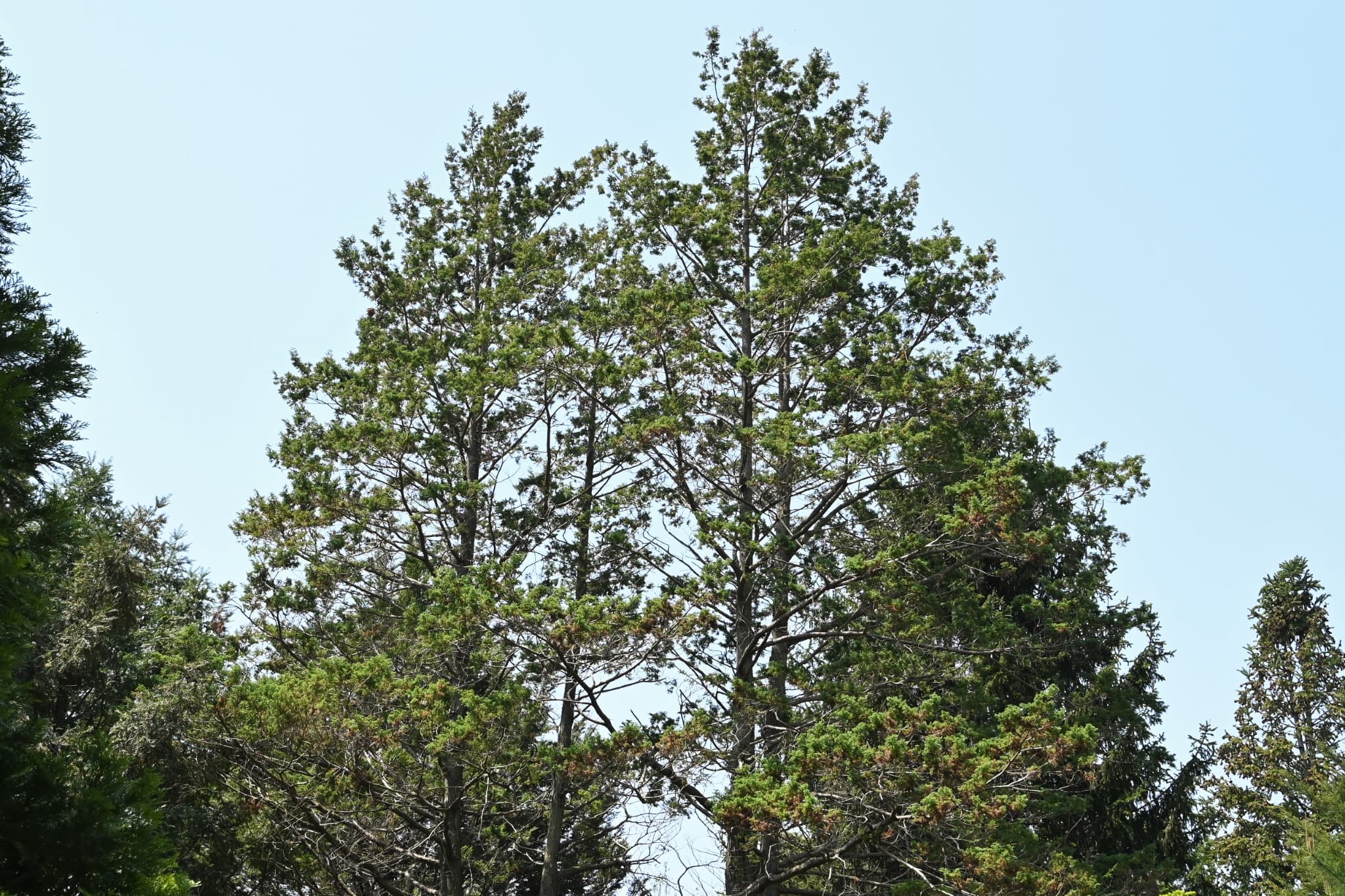 Sawara cypress