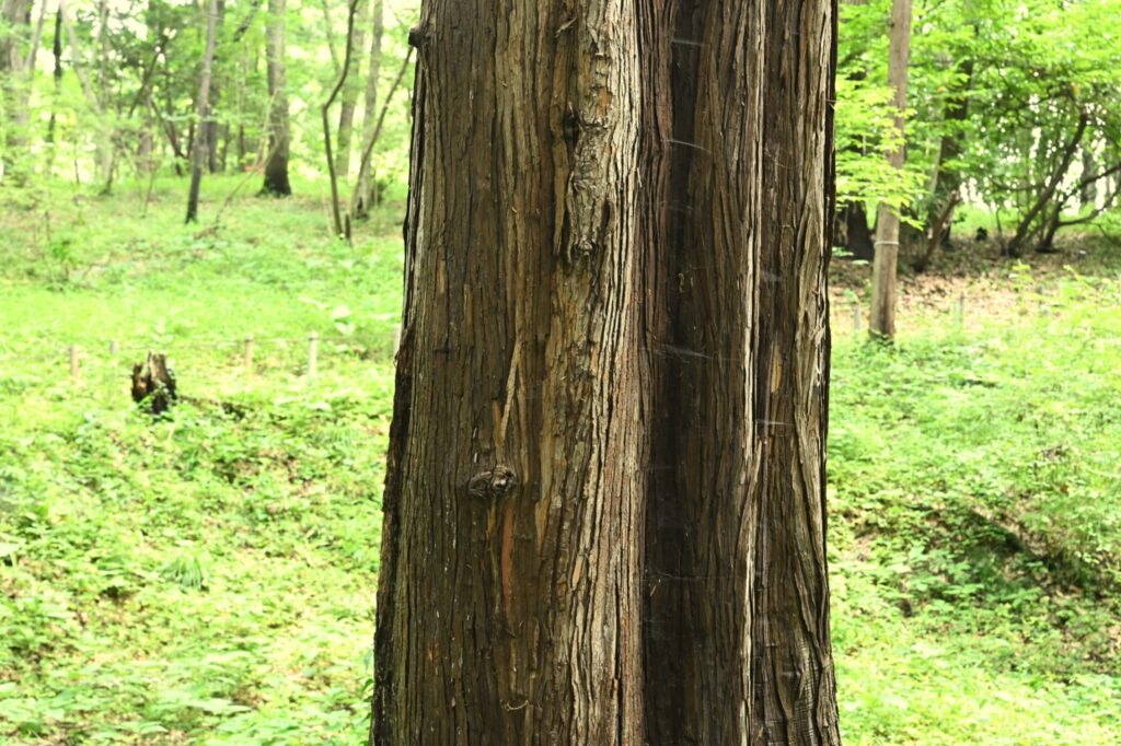 Sawara Cypress, Chamaecyparis pisifera, tree, trunk