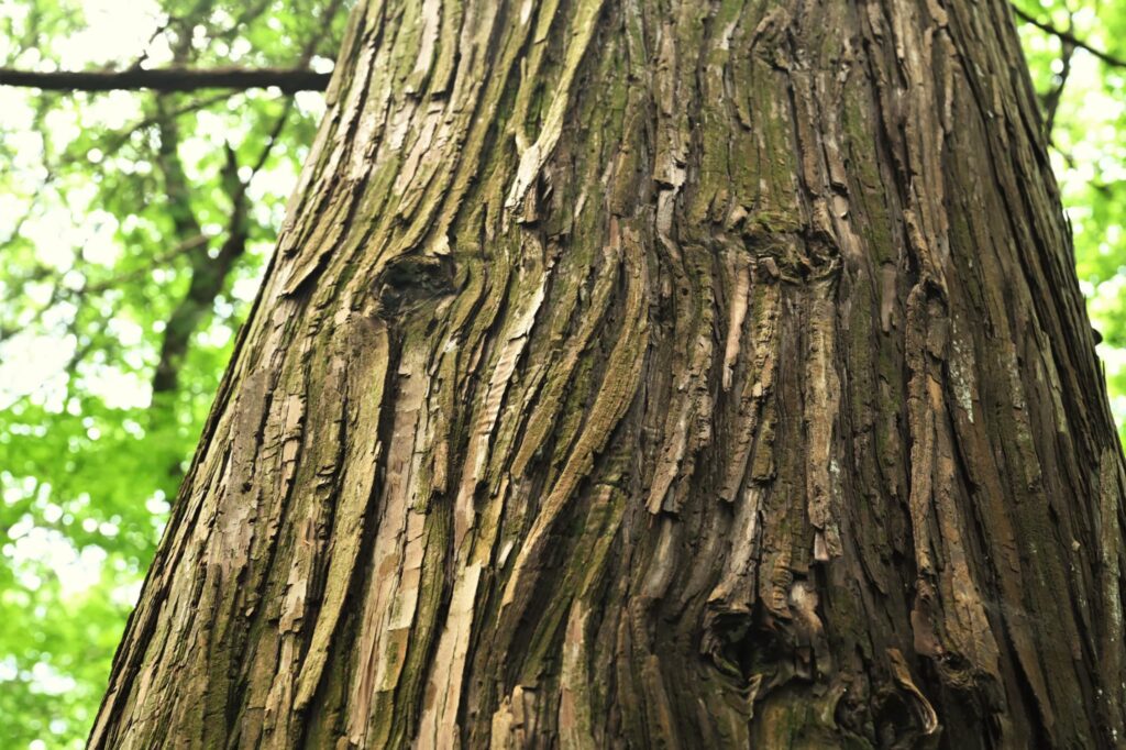 Sawara Cypress, Chamaecyparis pisifera, tree, bark