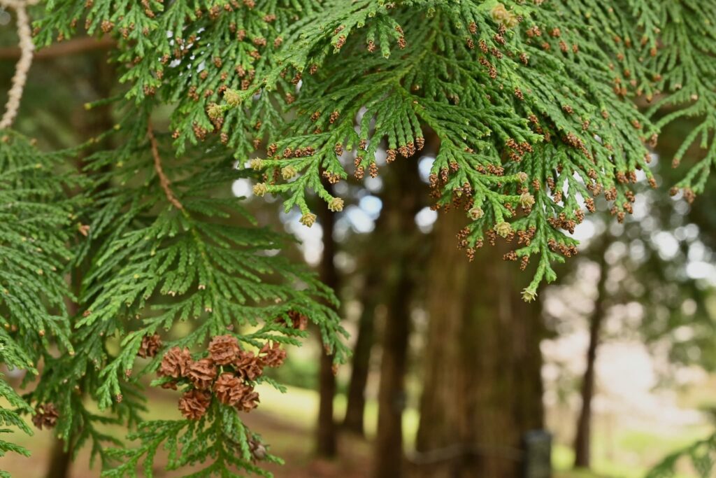 Sawara Cypress, Chamaecyparis pisifera, tree, flower