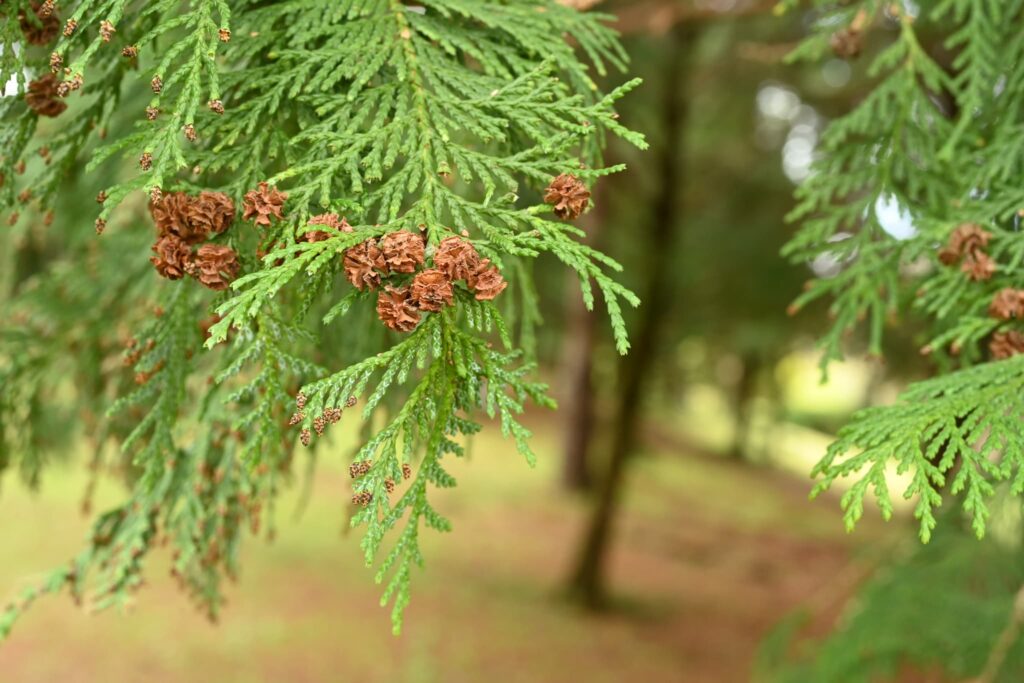 Sawara Cypress, Chamaecyparis pisifera, tree. cones