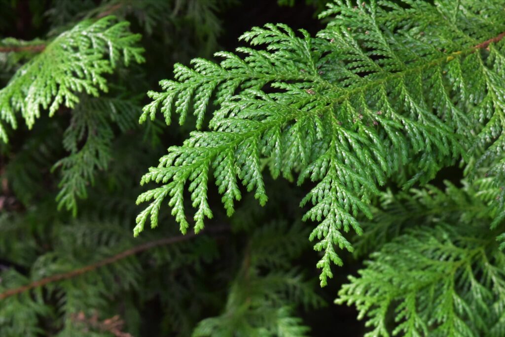 Sawara Cypress, Chamaecyparis pisifera, tree, foloage