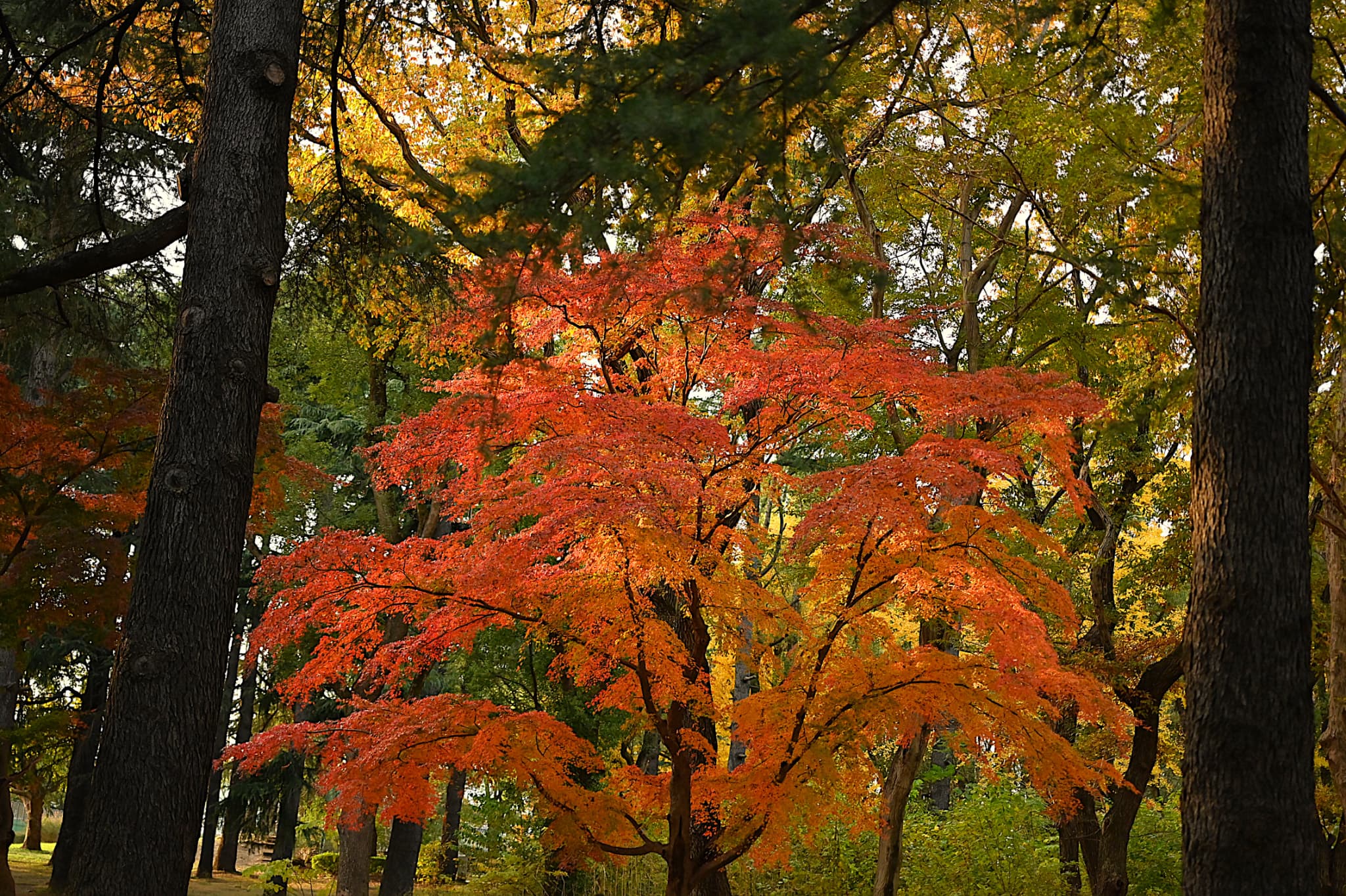 Acer palmatum