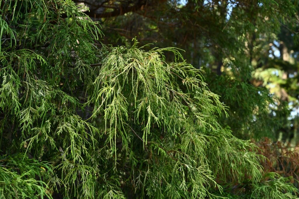 ougon hiyoku hiba