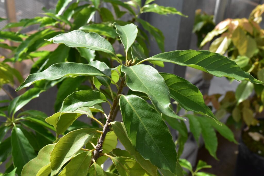 Japanese-Blue-Oak-Quercus-glauca
