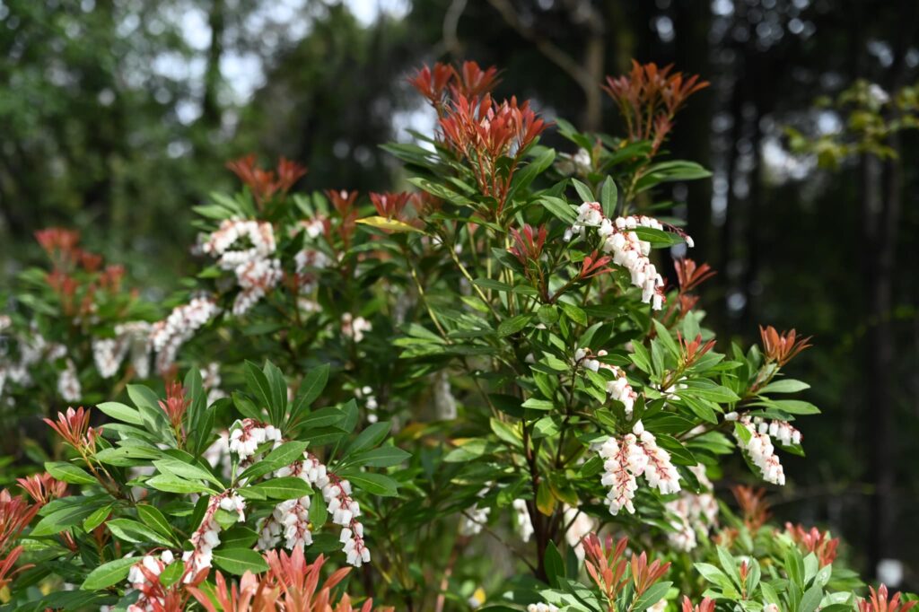 Japanese-Andromeda-Pieris-japonica